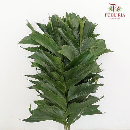 Fish Tail Leaf - 5 Stems - Pudu Ria Florist Southern