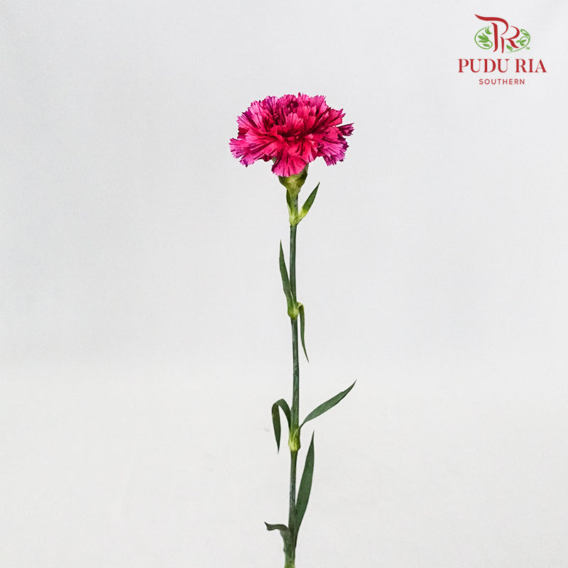 Carnation Cherry Jubilee (8-10 Stems) - Pudu Ria Florist Southern