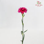 Carnation Cherry Jubilee (8-10 Stems) - Pudu Ria Florist Southern
