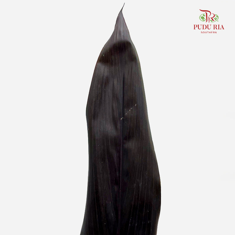 Cordyline Black Ti Leaves  绿朱蕉 - (5 Stems)