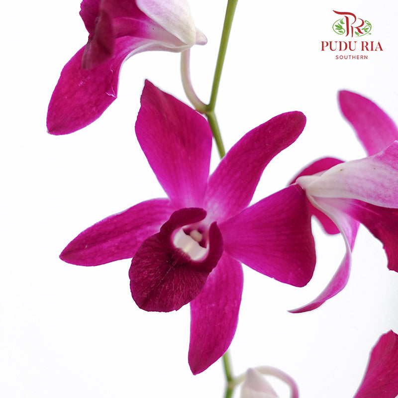 Dendrobium Orchid Dark Purple / 5 Stems (L) - Pudu Ria Florist Southern