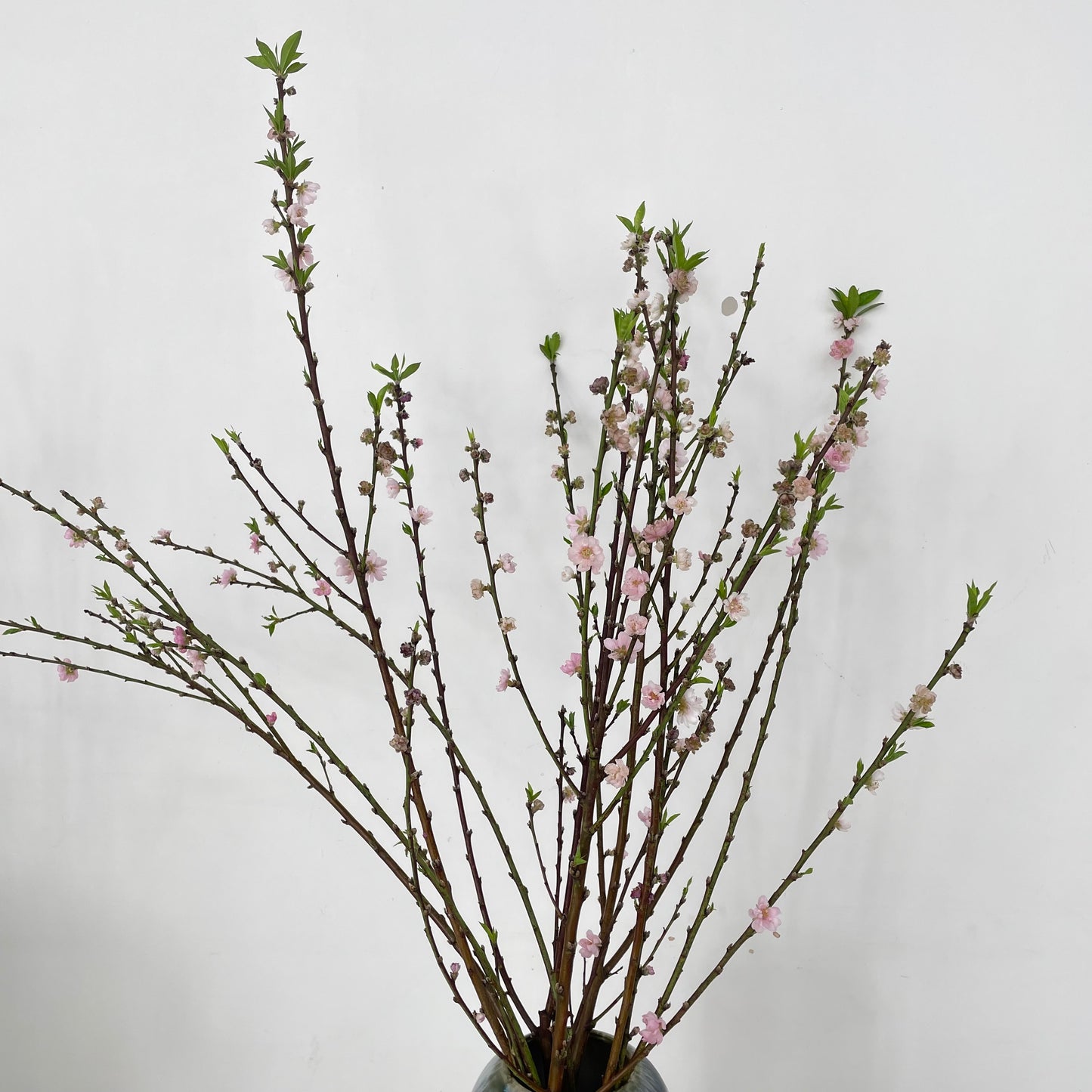 Peach Blossom - (Per Bundle)