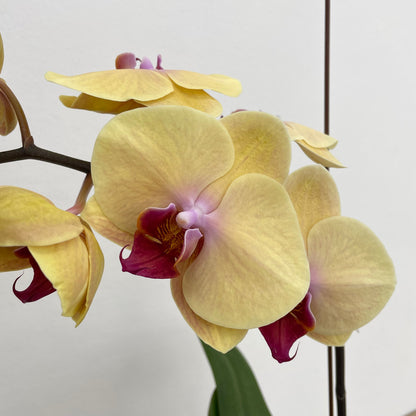 Phalaenopsis Orchid Yellow Tone Pink Big Single Stem