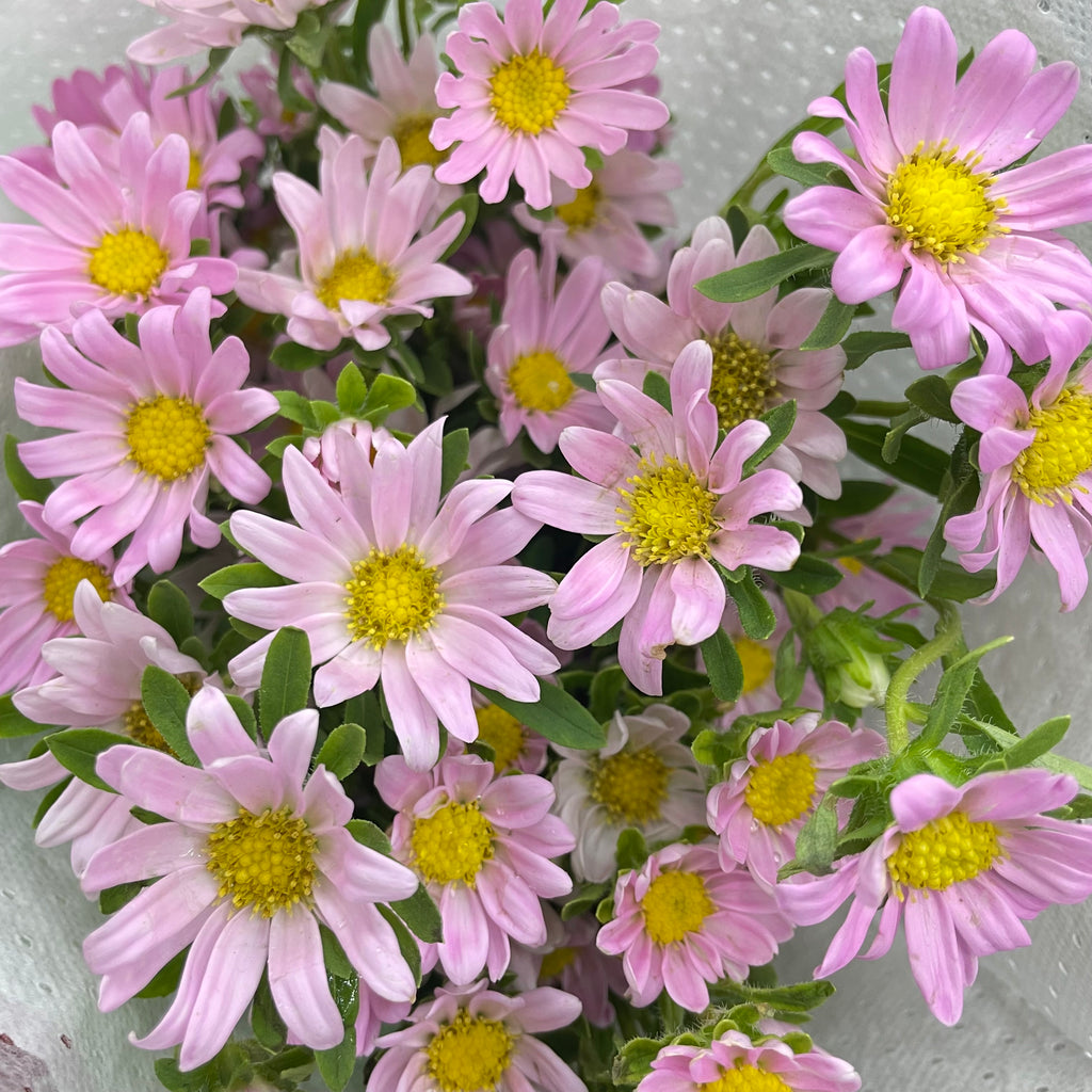 Hana Pink - (Per Bundle)