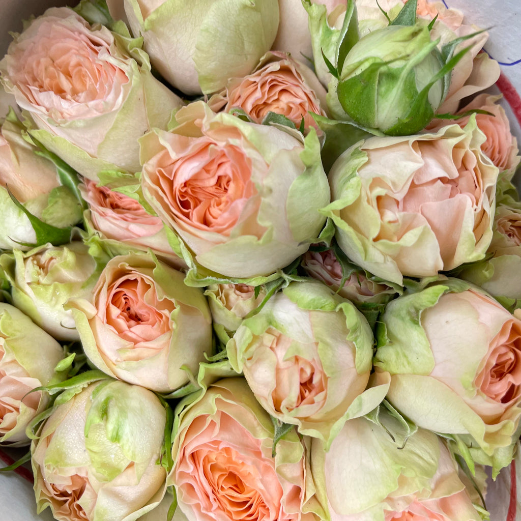 Rose Spray Gravity - (8-10 Stems)
