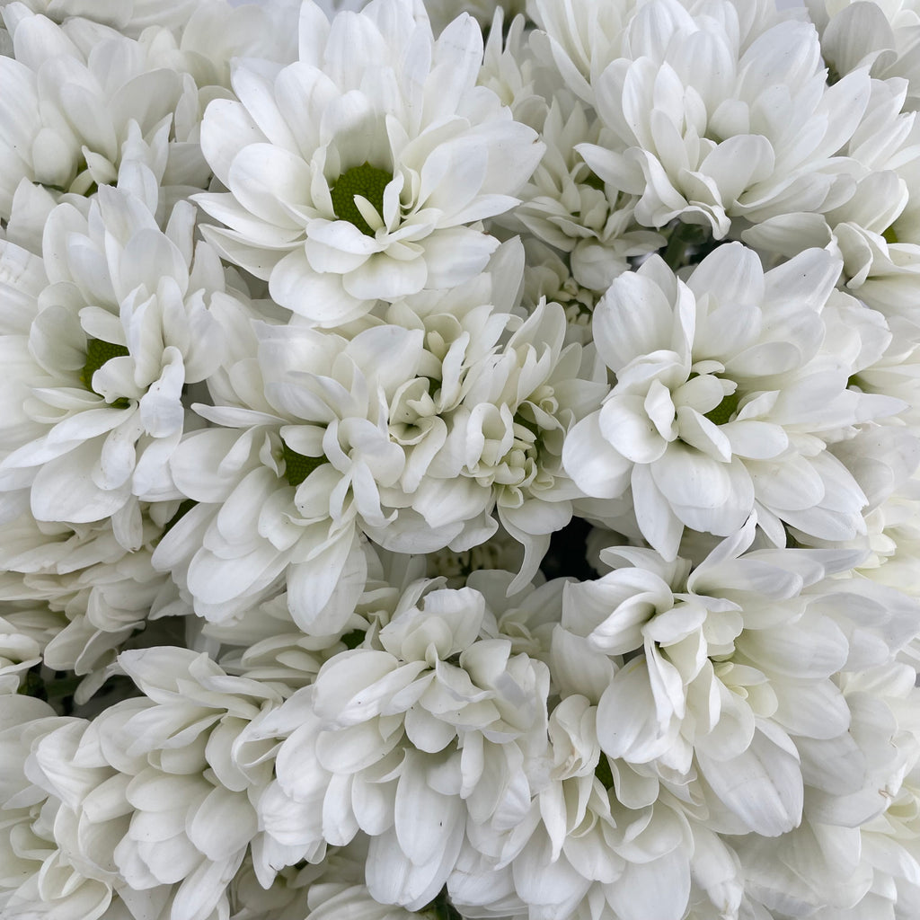 Chrysanthemum Pompom Resq White - (10-12 Stems)