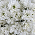 Chrysanthemum Pompom Resq White - (10-12 Stems)