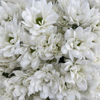 Chrysanthemum Pompom Resq White - (10-12 Stems)