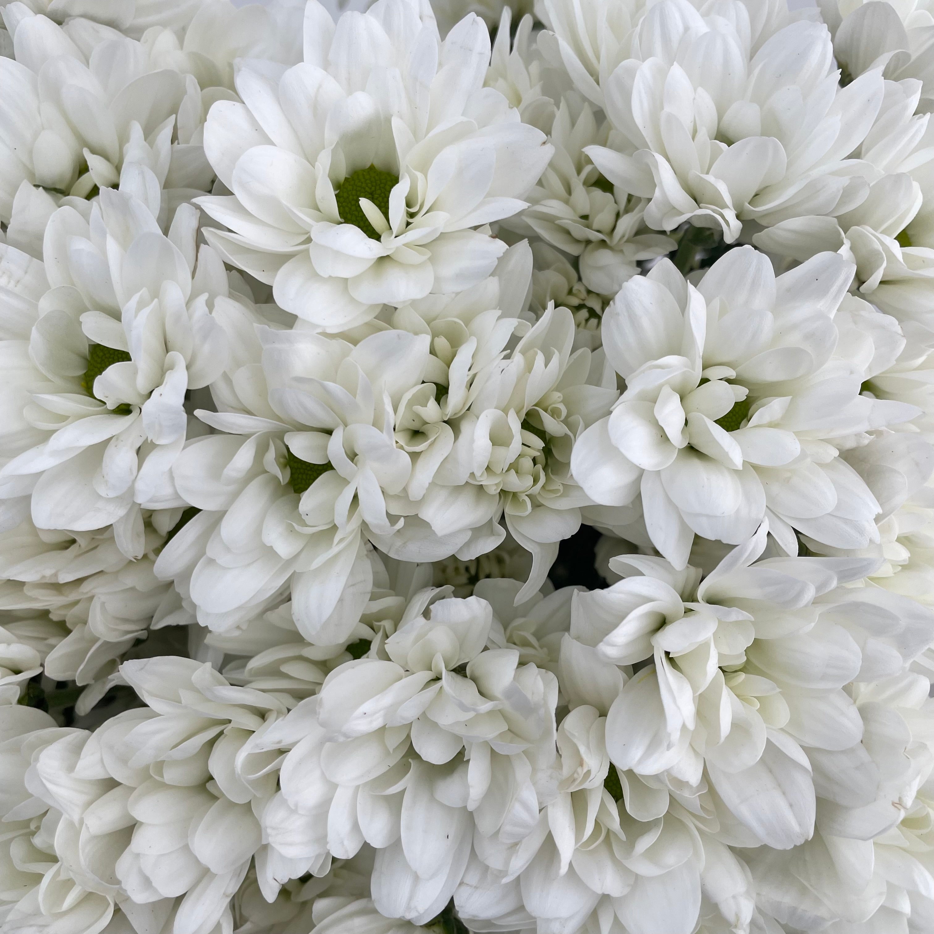 Chrysanthemum Pompom Resq White - (10-12 Stems)