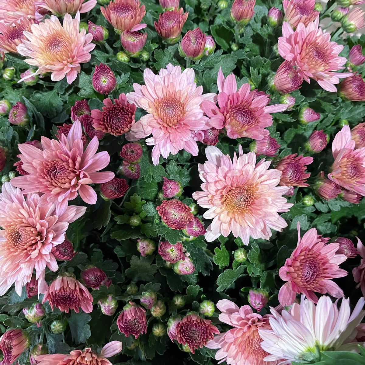 Chrysanthemum Gypsophilla P210  菊花满天星 2025