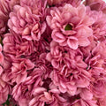 Chrysanthemum Pompom Resq Pink - (10-12 Stems)