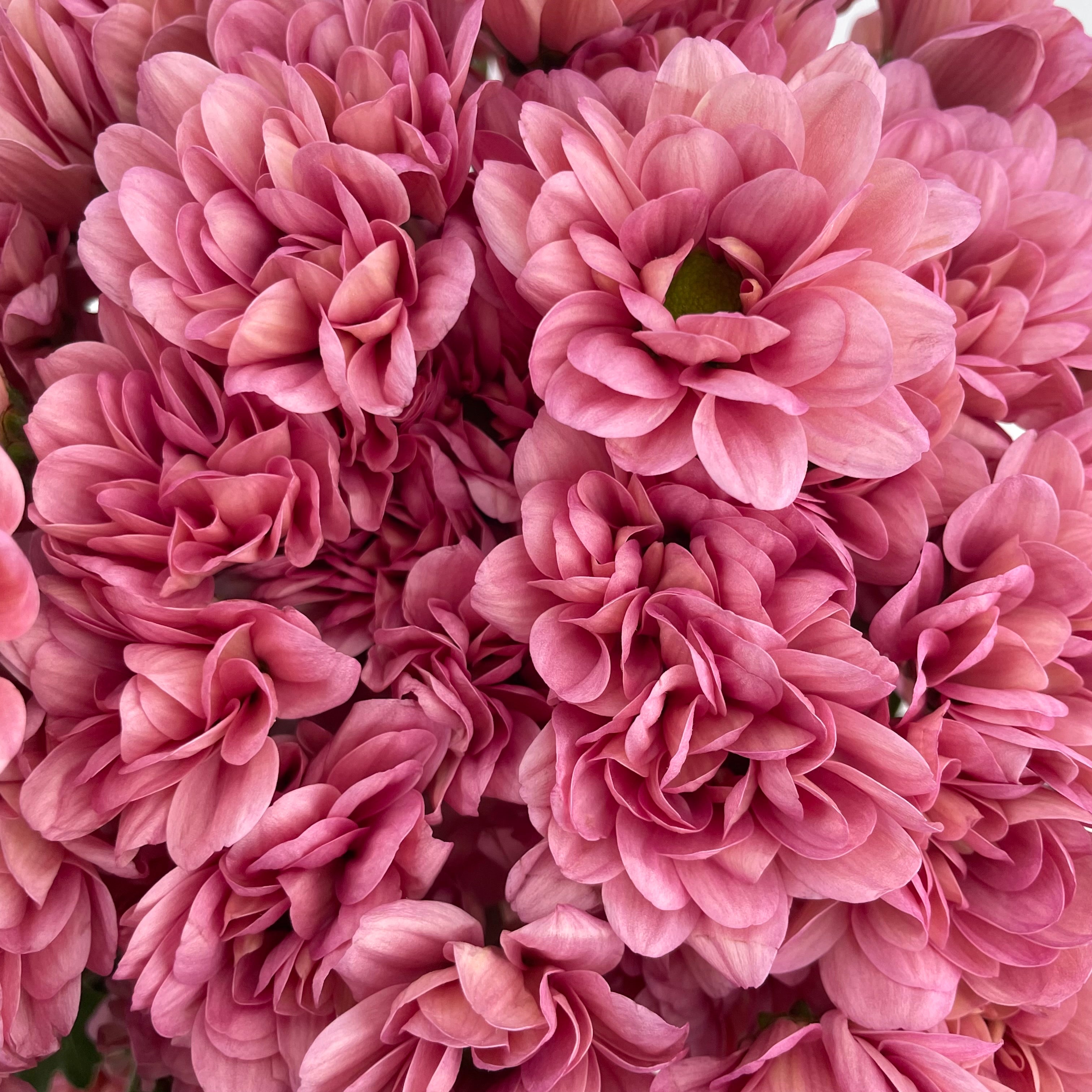 Chrysanthemum Pompom Resq Pink - (10-12 Stems)