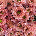 Chrysanthemum Pompom Resq Champagne - (10-12 Stems)