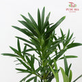 Carnation Leaf 康乃馨叶 (30CM)  - (Per Bundle)