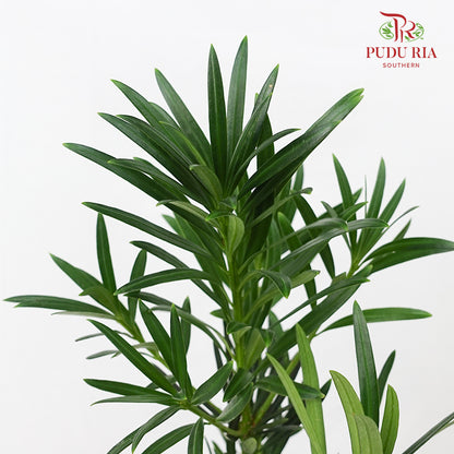 Carnation Leaf 康乃馨叶 (30CM)  - (Per Bundle)