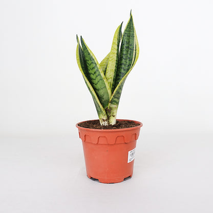 Sansevieria Superba Small 富利木荷虎尾兰