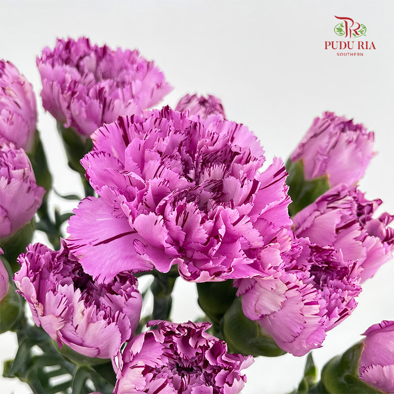 Carnation 棒棒糖尤香康乃馨 - (18-20 Stems)