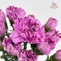 Carnation 棒棒糖尤香康乃馨 - (18-20 Stems)