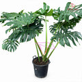 Monstera Plant