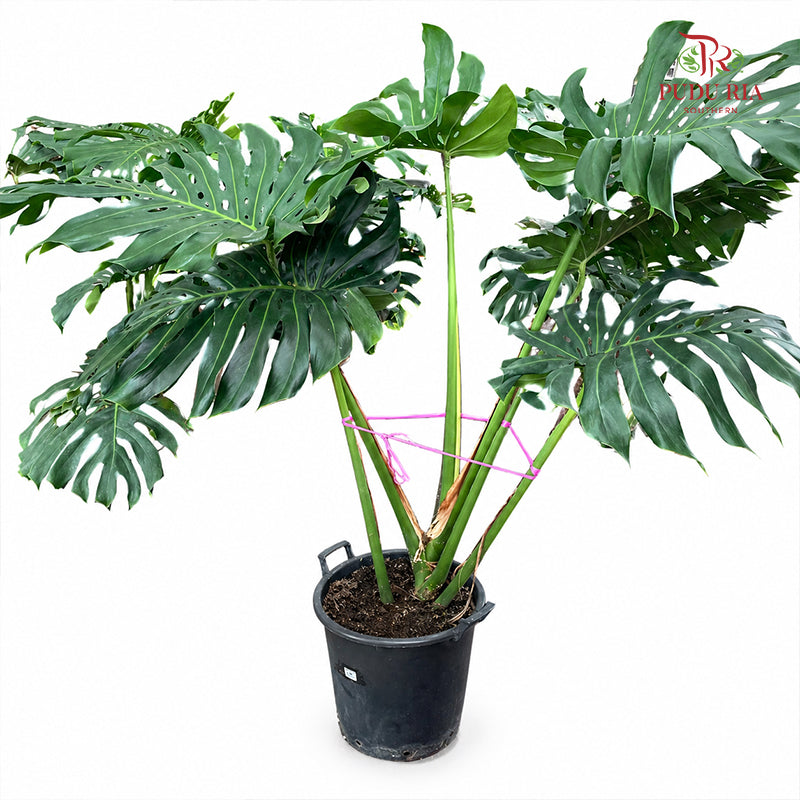 Monstera Plant
