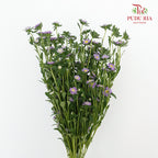 Sakura Daisy - Pudu Ria Florist Southern