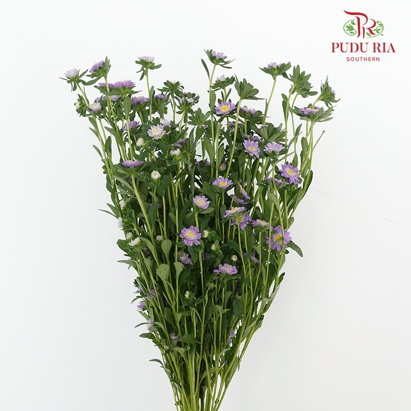 Sakura Daisy - Pudu Ria Florist Southern