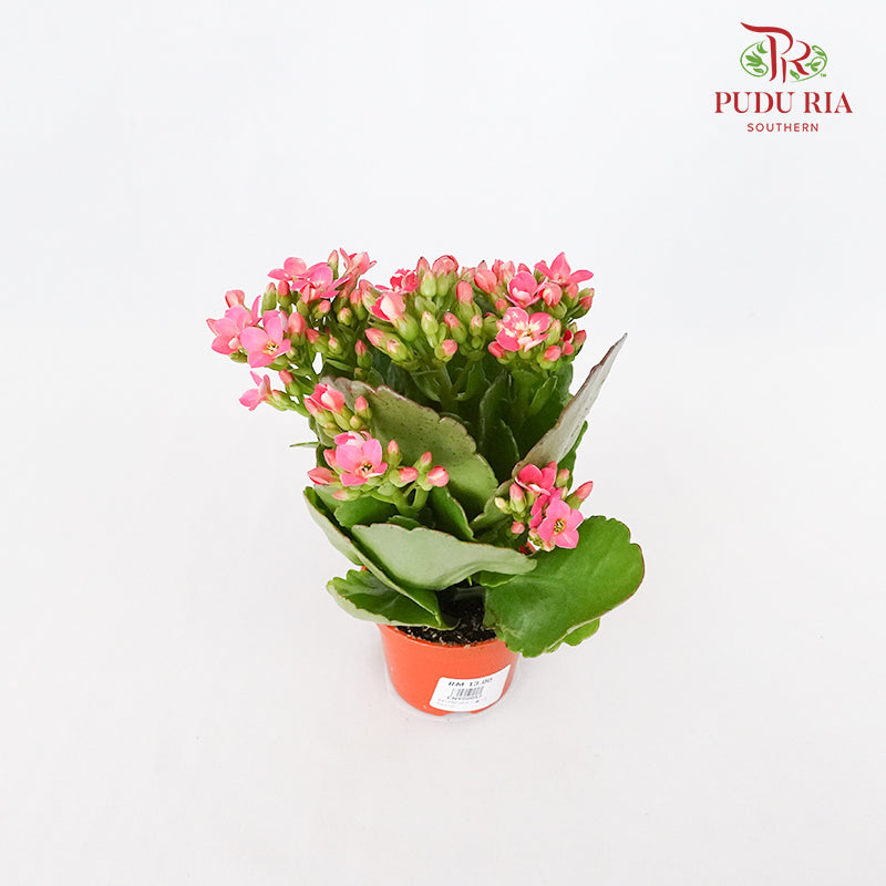Kalanchoe 万紫千红 (S)