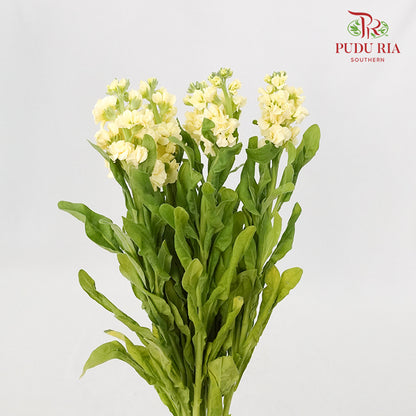 Matthiola Yellow - 5 Stems - Pudu Ria Florist Southern