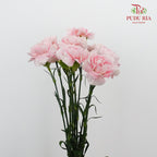 Carnation Romance (8-10 Stems) - Pudu Ria Florist Southern
