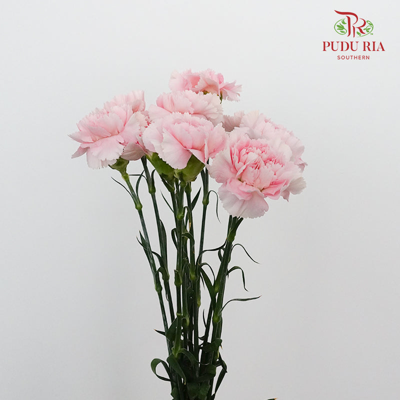Carnation Romance (8-10 Stems) - Pudu Ria Florist Southern