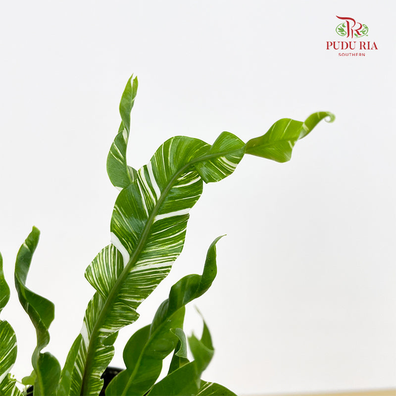 Asplenium Fuzzy Variegated P80 花叶鸟巢蕨