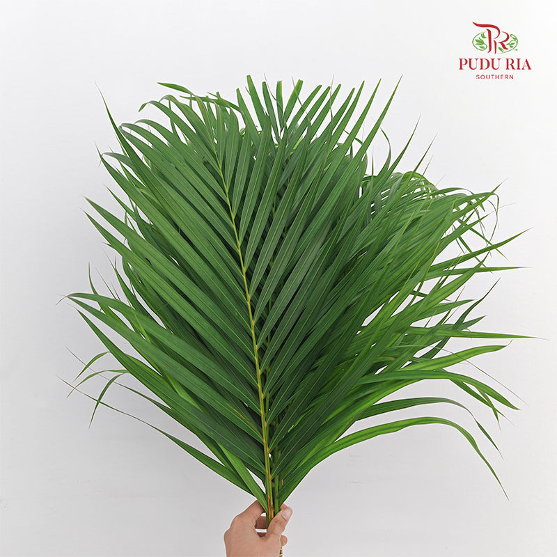 Yellow Palm Leaf 棕榈叶 (M) - (10 Stems)