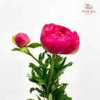 Peony Coral - (2 Stems)