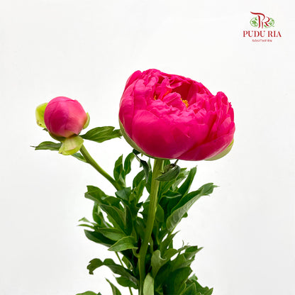 Peony Coral - (2 Stems)