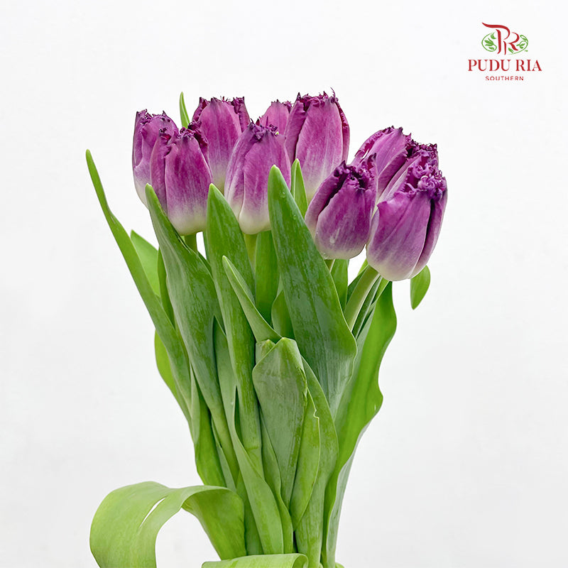 Tulip Curly Purple 流苏郁金香 - (8-10 Stems)