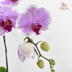 Phalaenopsis Orchid Pink With Stripes Big Single Stem