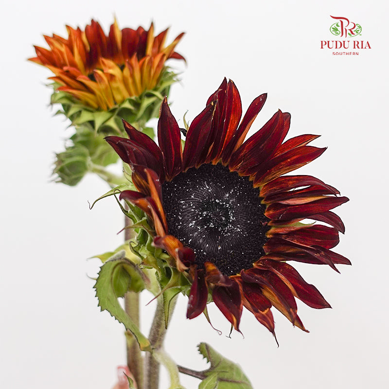 Chocolate Cherry Sunflower 巧克力樱桃向日葵 - (5 Stems)