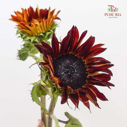 Chocolate Cherry Sunflower - (5 Stems)