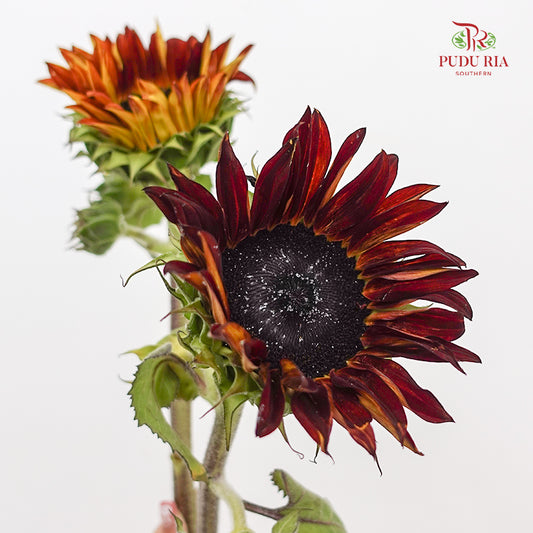 Chocolate Cherry Sunflower 巧克力樱桃向日葵 - (5 Stems)