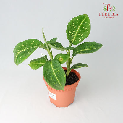 Dieffenbachia Reflector - Pudu Ria Florist Southern