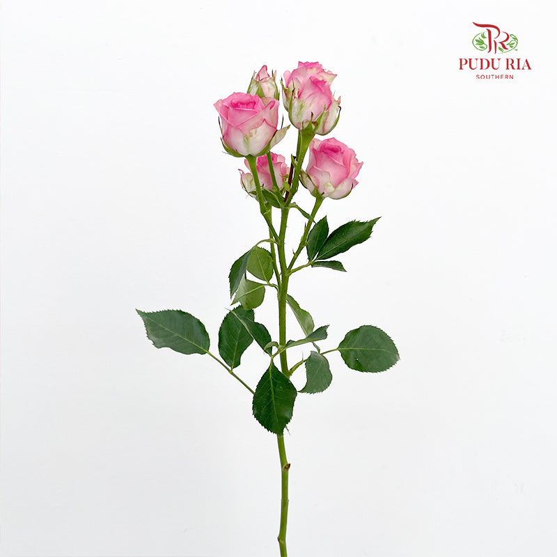 Rose Spray Tralala - (8-10 Stems)