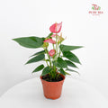 Anthurium Mix - Red / Pink