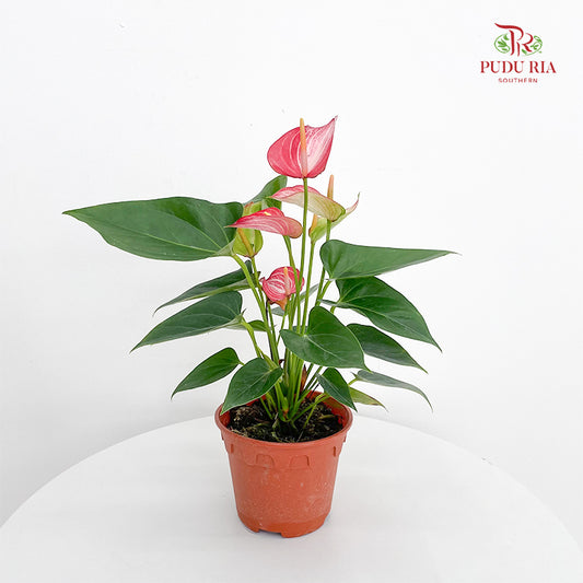 Anthurium Mix - Red / Pink