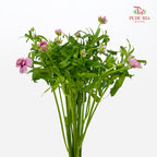 Ranunculus Butterfly Pink 蝴蝶洋牡丹 - (5 Stems)