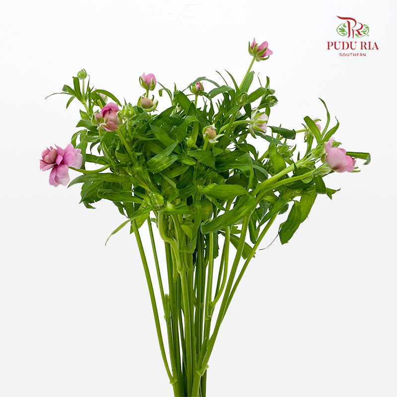 Ranunculus Butterfly Pink 蝴蝶洋牡丹 - (5 Stems)