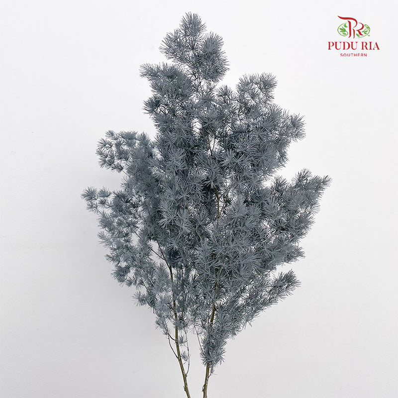 Preservative Asparagus Fern Grey