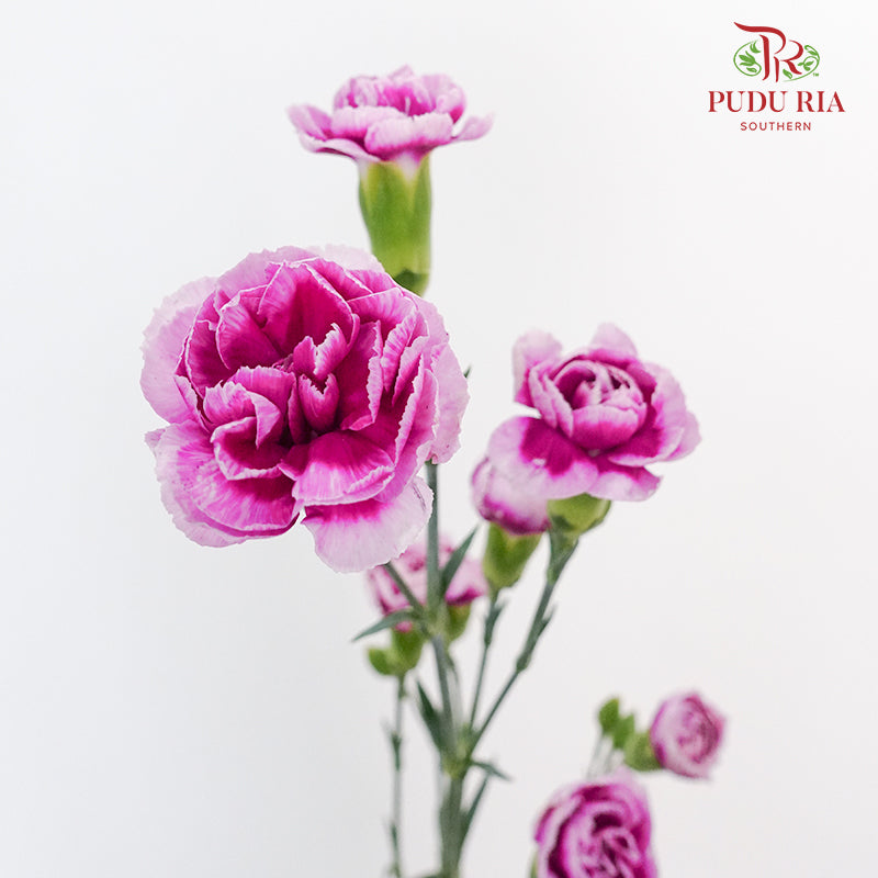 Carnation Spray Purple - (18-20 Stems)