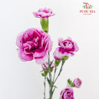 Carnation Spray Purple - (18-20 Stems)