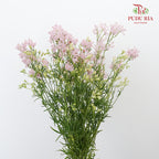 Delphinium Grandiflorum Light Pink - Pudu Ria Florist Southern