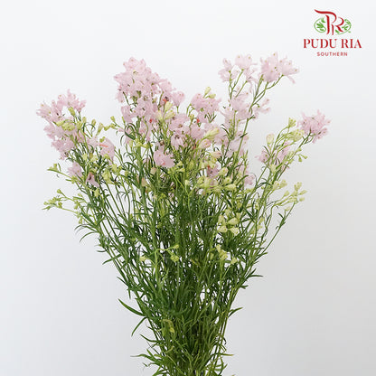 Delphinium Grandiflorum Light Pink - Pudu Ria Florist Southern